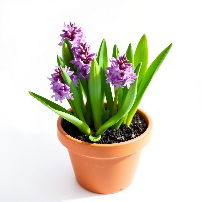 Hyacinthus Flower Seeds - Planting Seeds for Colorful Blooms