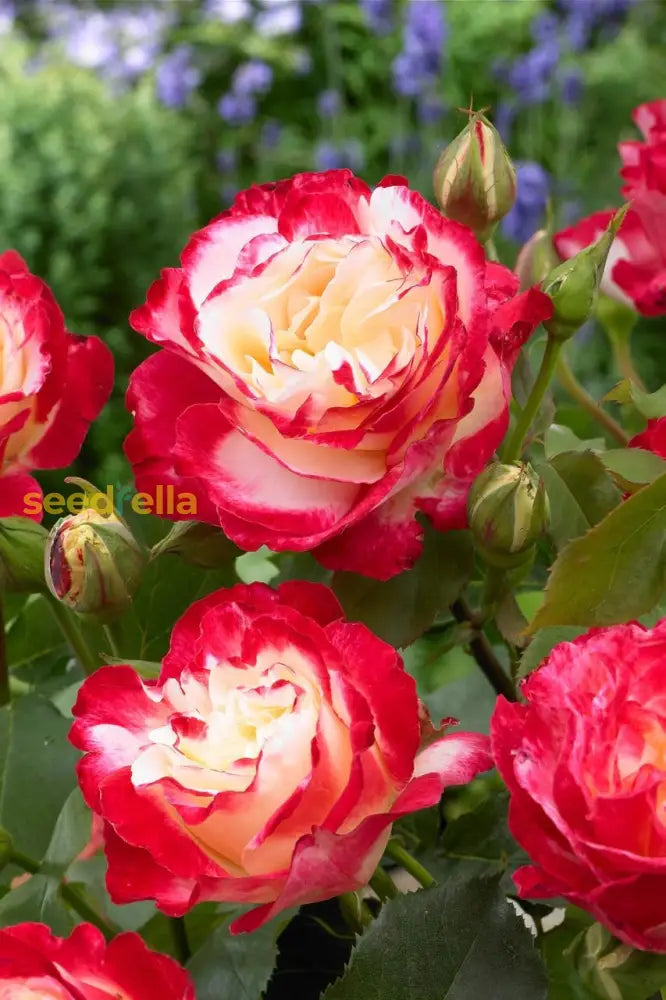 Rose Flower Planting Seeds