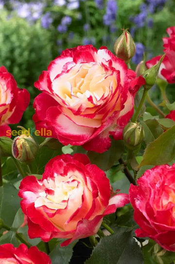 Rose Flower Planting Seeds