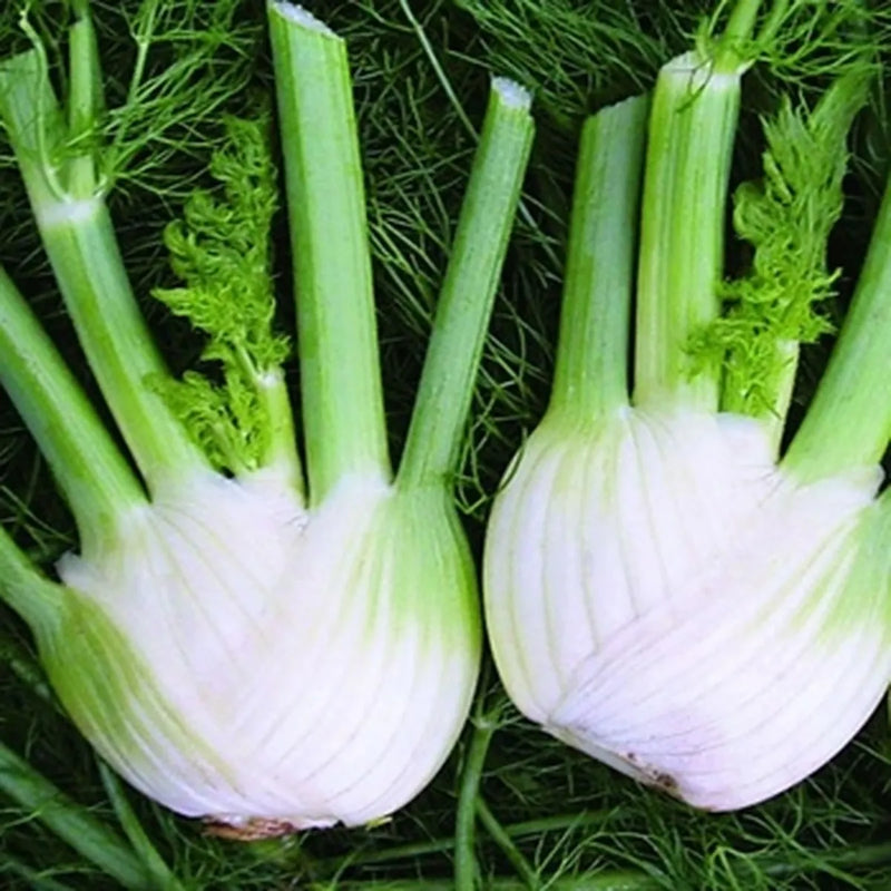 Green and White Florence Vegetable Planting Seeds