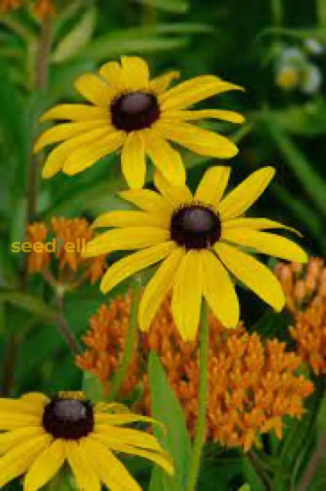 Rudbeckia Triloba Seeds For Planting  Vibrant Flower Your Garden