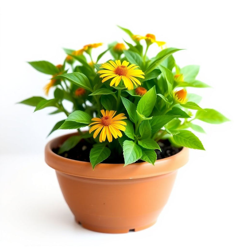 Arnica Montana Medicinal Flower Seeds for Planting
