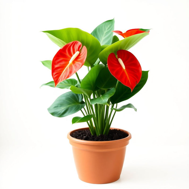 Anthurium Seeds - Dark Orange Variety for Planting & Thriving Gardens