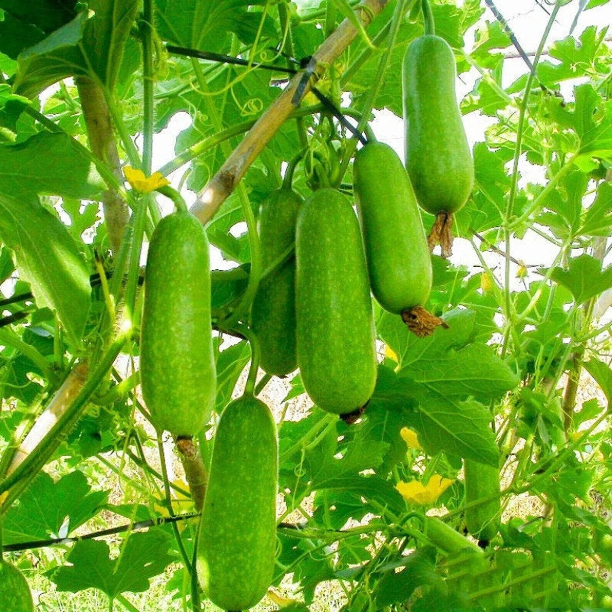 Hairy Gourd Vegetable Seeds for Planting