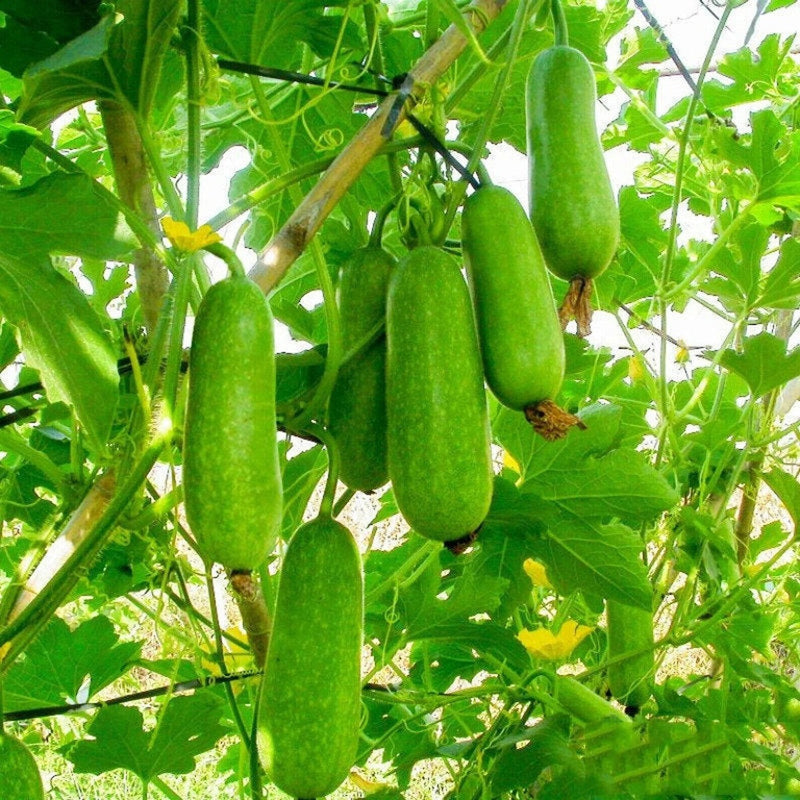 Hairy Gourd Vegetable Seeds for Planting