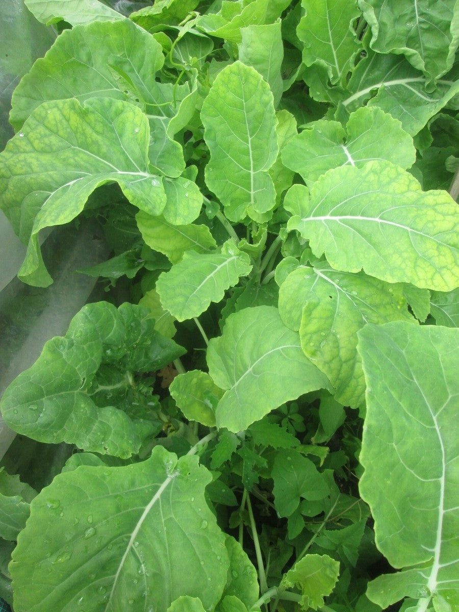 Green Walking Stick Kale Tree Seeds for Easy Planting
