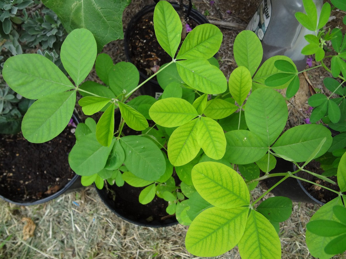 Chipilin Guatemalan Vegetable Seeds for Planting