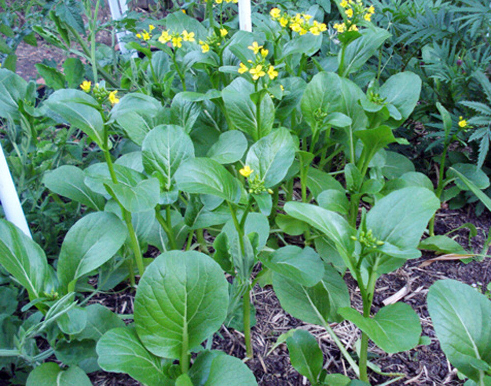 Green Choy Sum Vegetable Seeds for Easy Planting