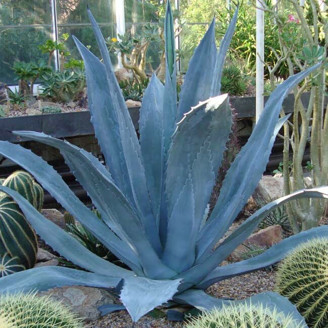 Blue Maguey Aloe Flower seeds for Planting - Easy to Grow, Heirloom & GMO Free Seeds for Home Garden