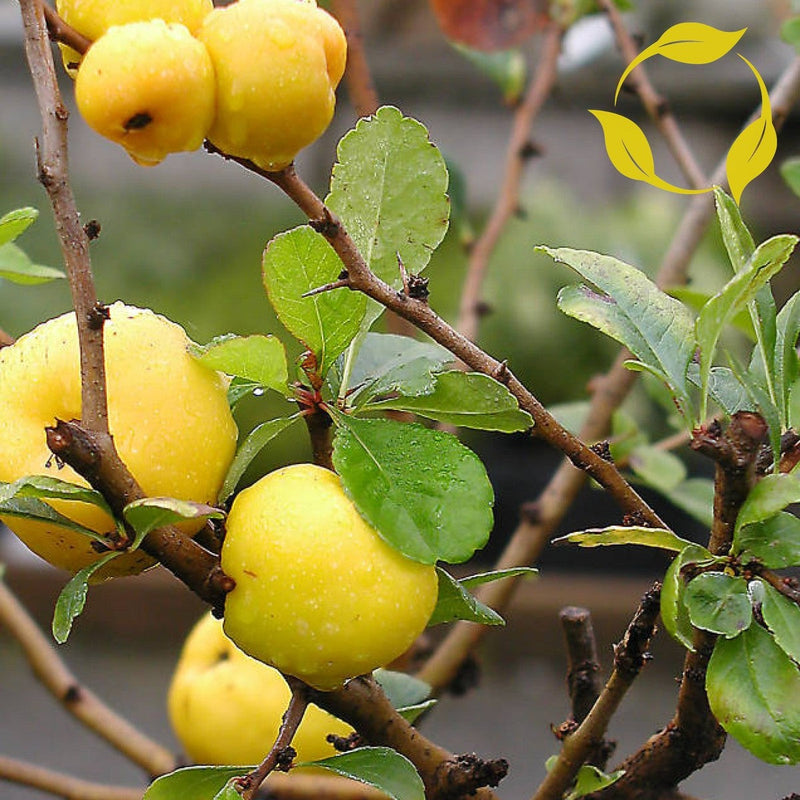 Red Flowering Dwarf Quince (Chaenomeles japonica) – Scarlet Fruit Shrub Seeds