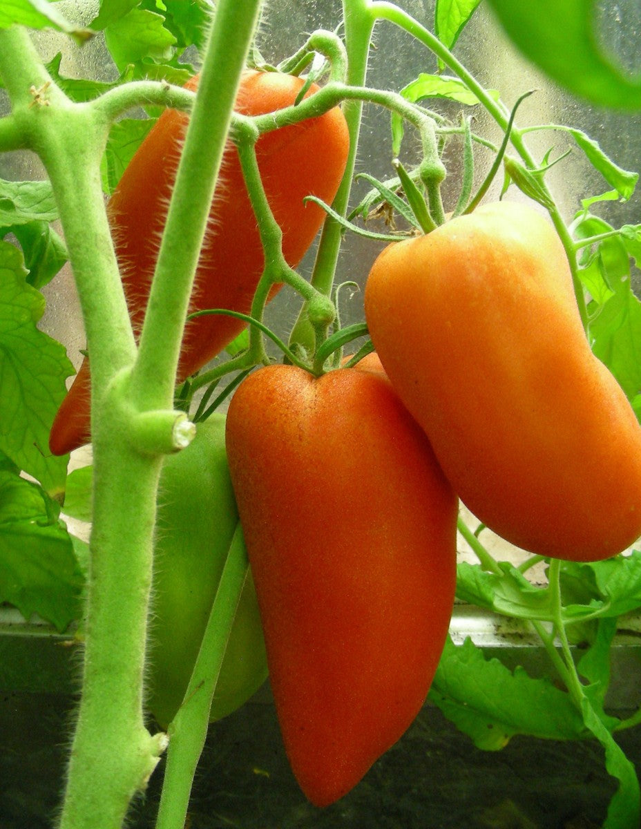 Linguisa Tomato Seeds for Planting - Heirloom Vegetable Variety