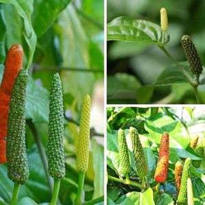 Longum Pepper Vegetable Seeds for Easy Planting