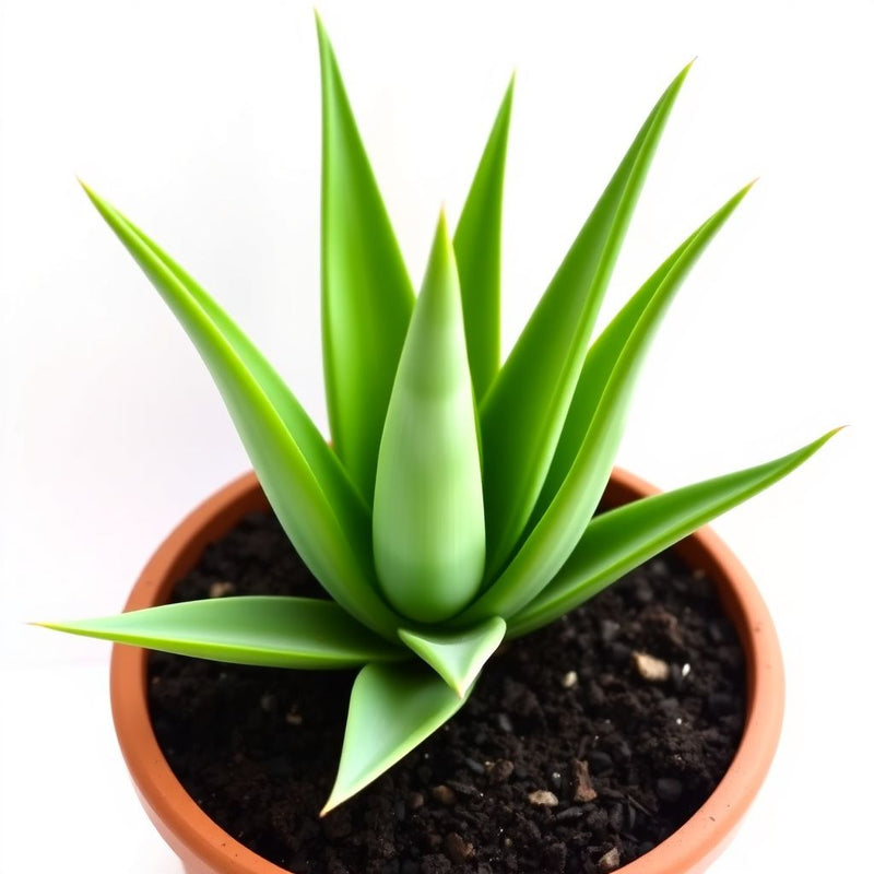 Aloe Flower seeds for Planting - Easy to Grow, Heirloom & GMO Free Seeds for Home Garden