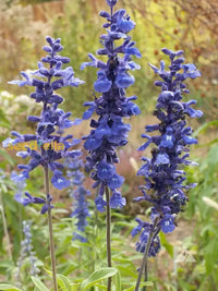 Sage Seeds For Planting  Perennial Garden Beauty Flower