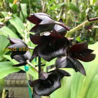 Samen Orchidee Flower Seeds