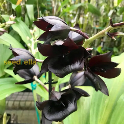 100 Pcs