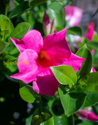 Sanderi Dipladenia Flower Seeds For Planting