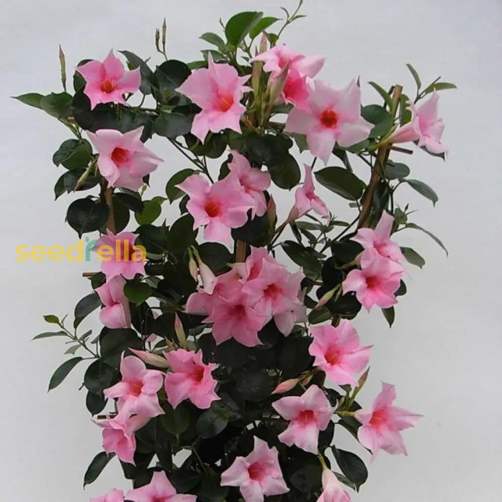 Sanderi Flower Planting Seeds Pink White