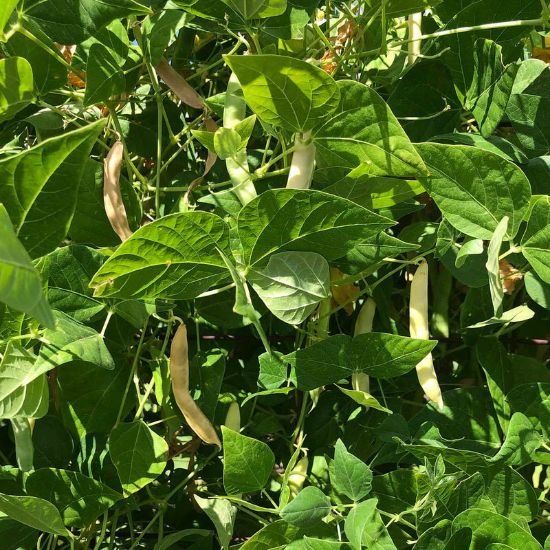 White Tepary Bean Seeds for Planting
