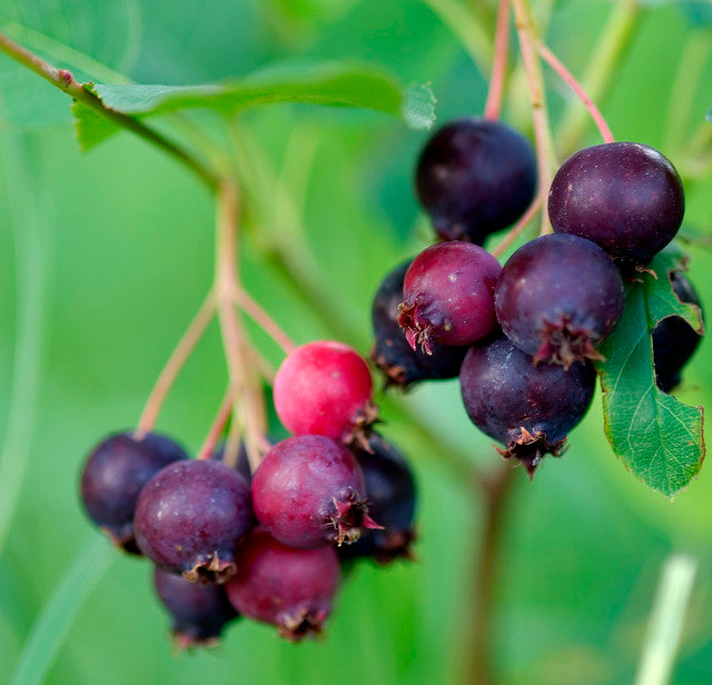 Saskatoon Fruit Seeds for Planting - Grow Your Own Berries