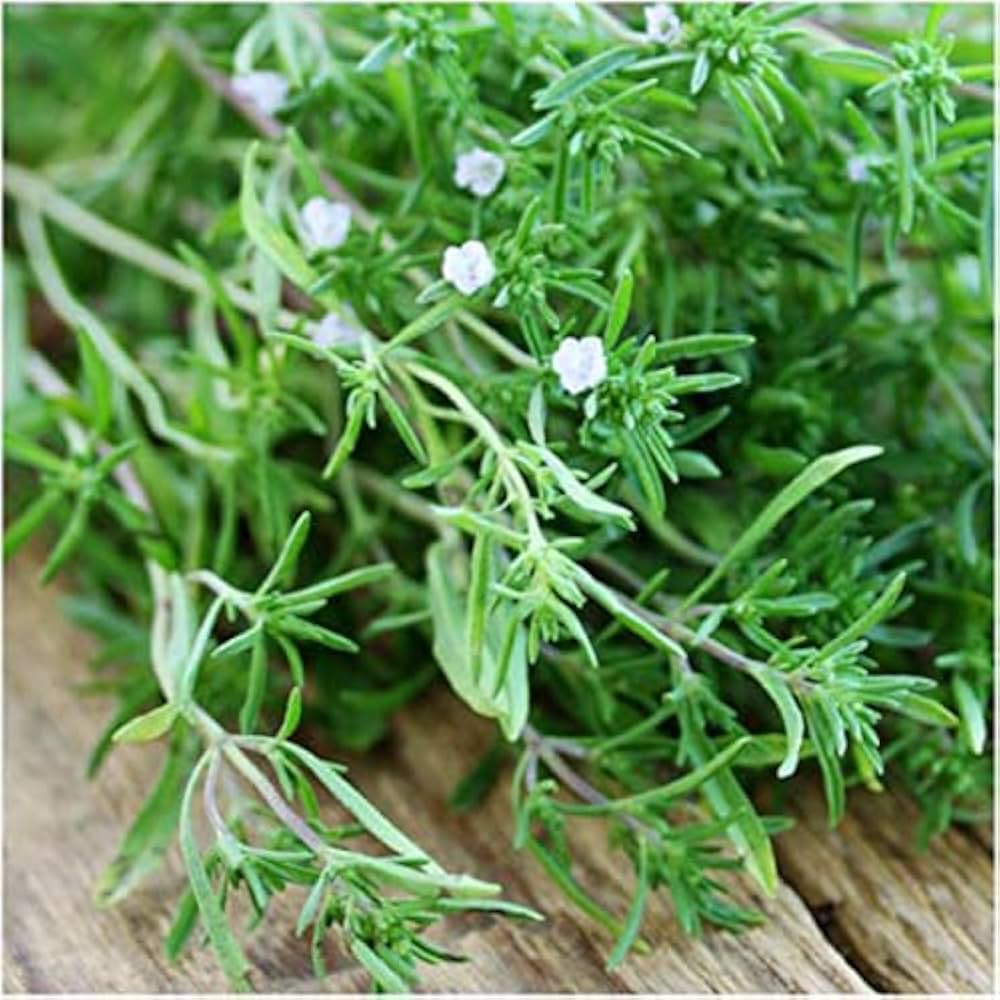 Savory Herb Seeds for Easy Home Garden Planting