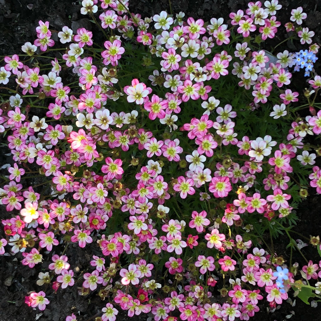 Saxifraga Mossi Seeds - Enhance Your Garden Planting Flower