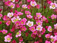 Saxifrage Rose Flower Seeds For Planting - Vibrant Garden Blooms