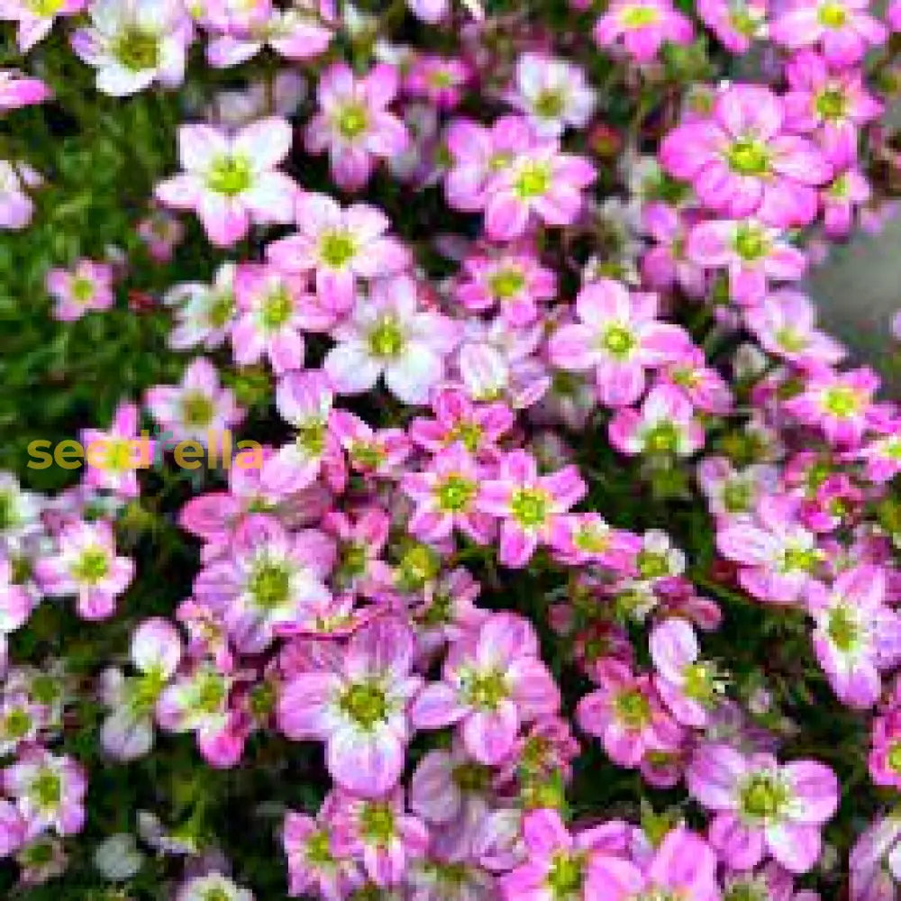Saxifrage Rose Flower Seeds For Planting - Vibrant Garden Blooms