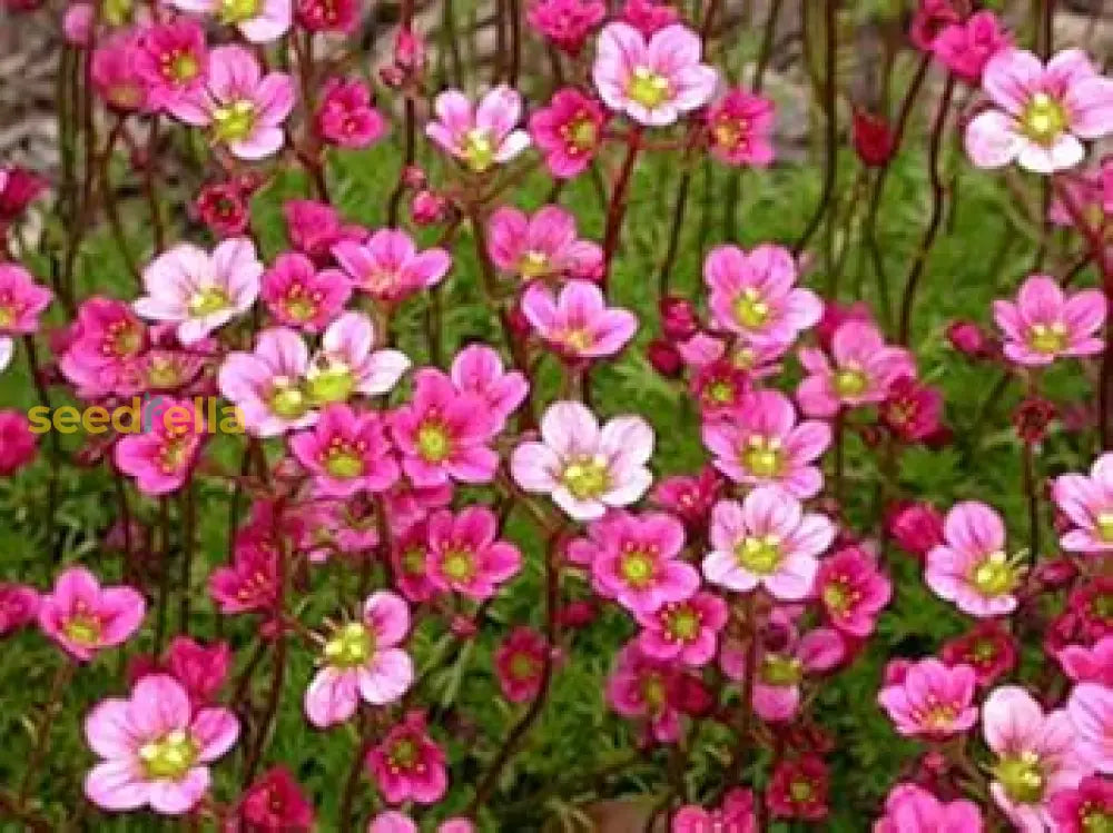 Saxifrage Rose Flower Seeds For Planting - Vibrant Garden Blooms