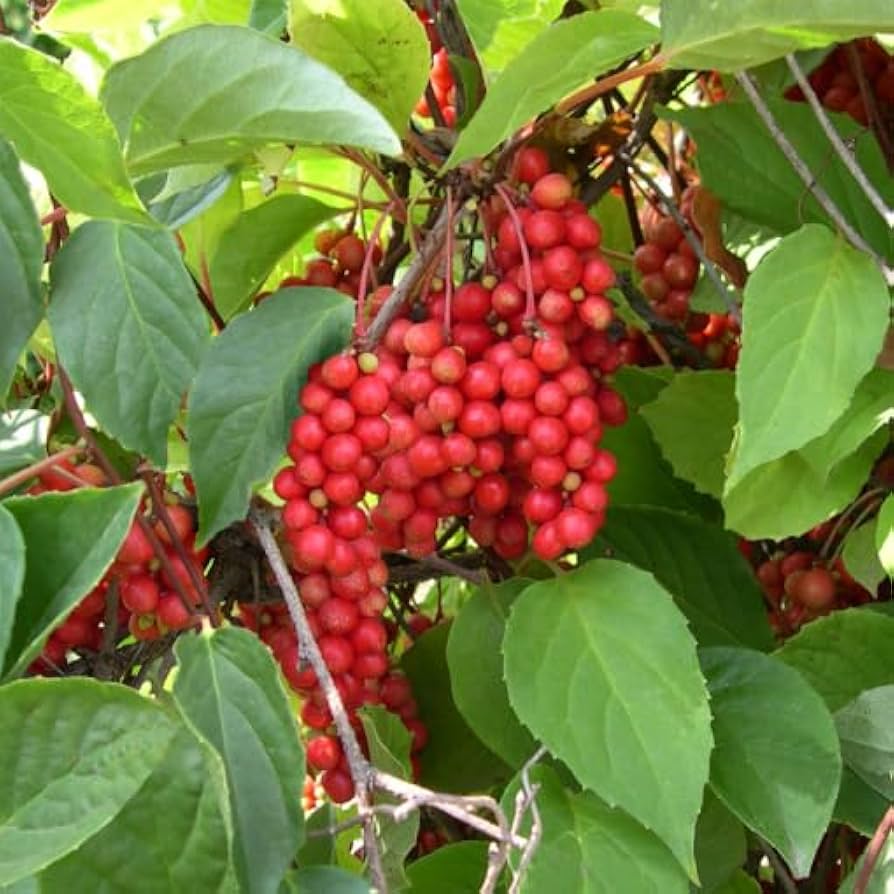 Schisandra seeds showing white fragrant flowers on climbing vine