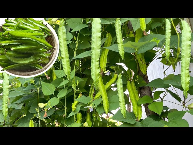 Winged Bean Planting Vegetable Seeds  Seed for High-Yielding