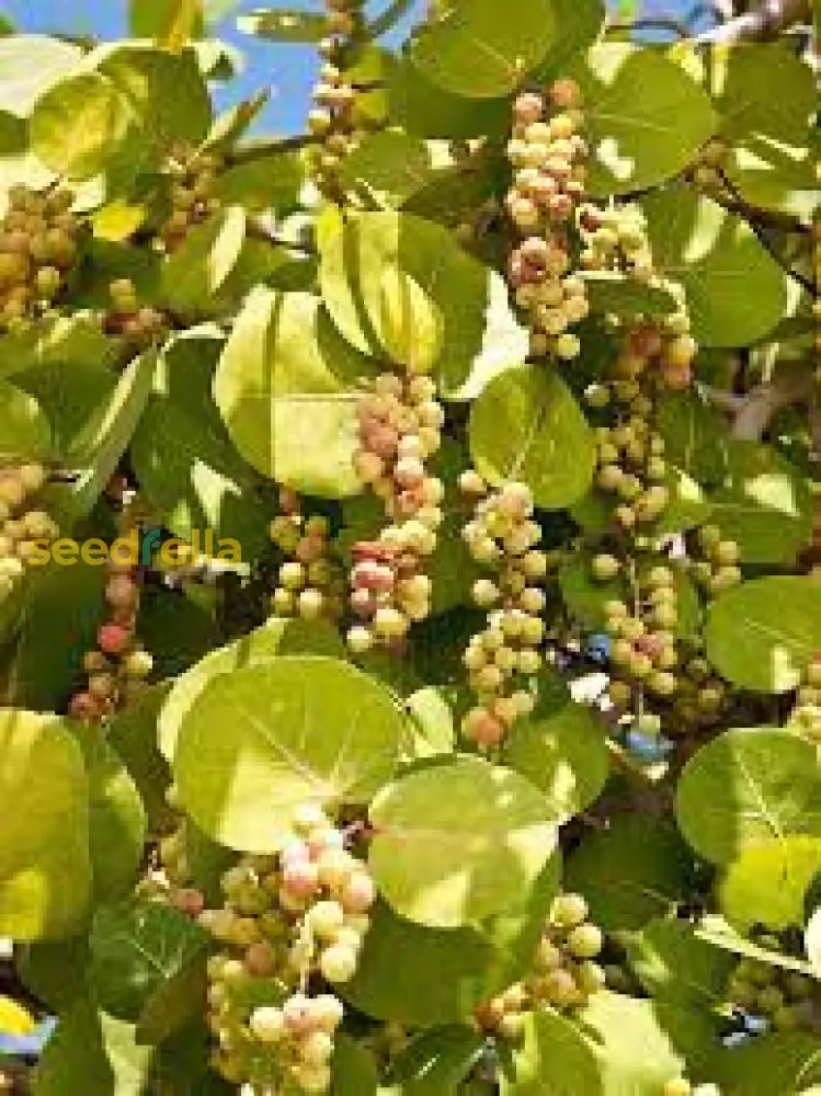 Seagrape Seeds For Easy Planting  Grow Your Own Fruit