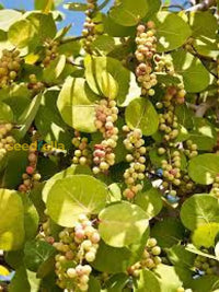Seagrape Seeds For Easy Planting  Grow Your Own Fruit