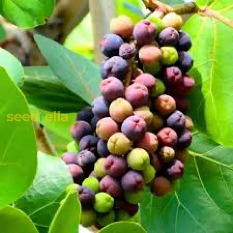 Seagrape Seeds For Easy Planting Grow Your Own Fruit