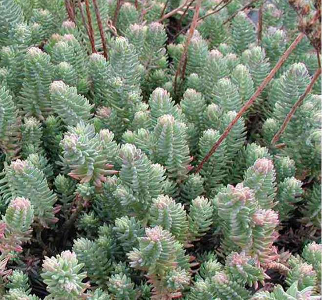 Green Sedum Montanum Flower seeds for Planting - Cottage Garden Essential, Heirloom & GMO Free Seeds for Home Garden
