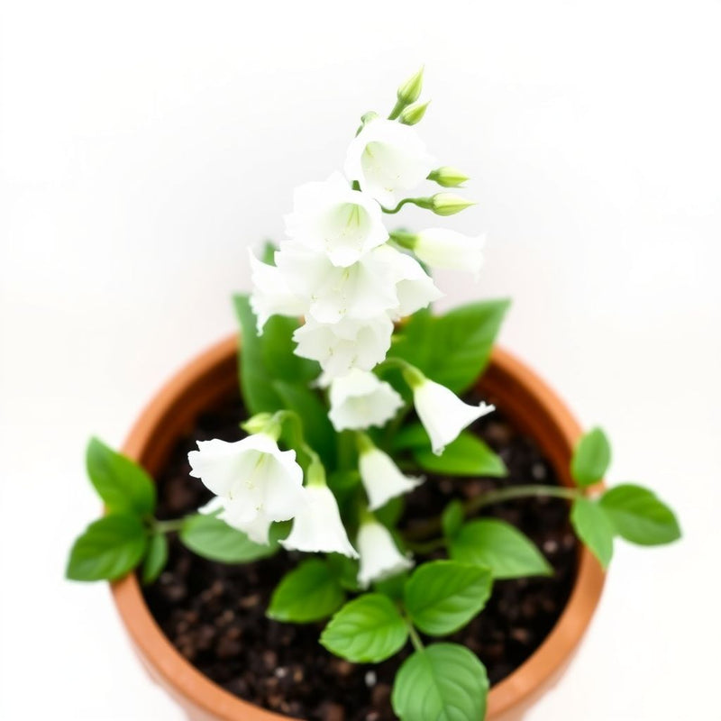 Pure White Heirloom Campanula "Canterbury Bells" Seeds for Elegant White Bells