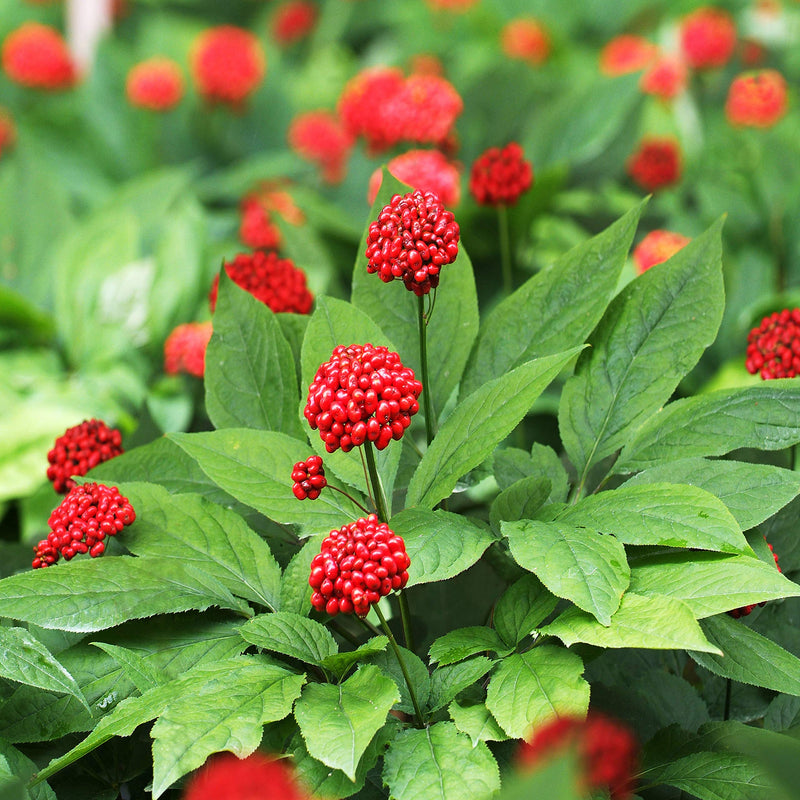 Non GMO Korean Ginseng seeds