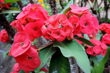SHENOT crown of thorns seeds Euphorbia milii for planting