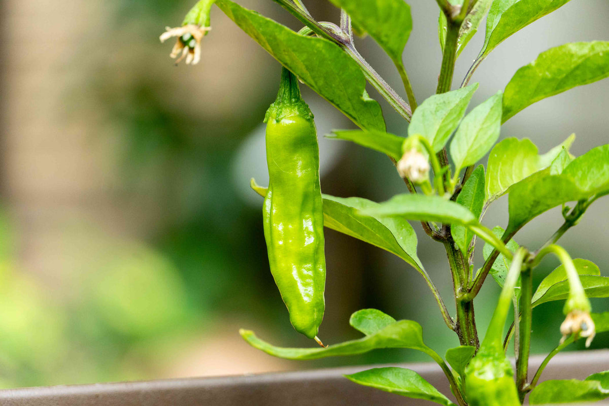 Freshly harvested Shishito Peppers from garden