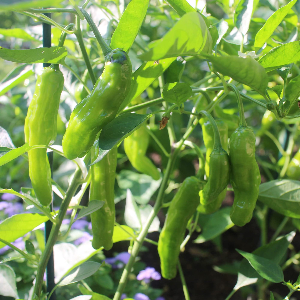 Healthy Shishito Pepper seedlings ready for transplanting