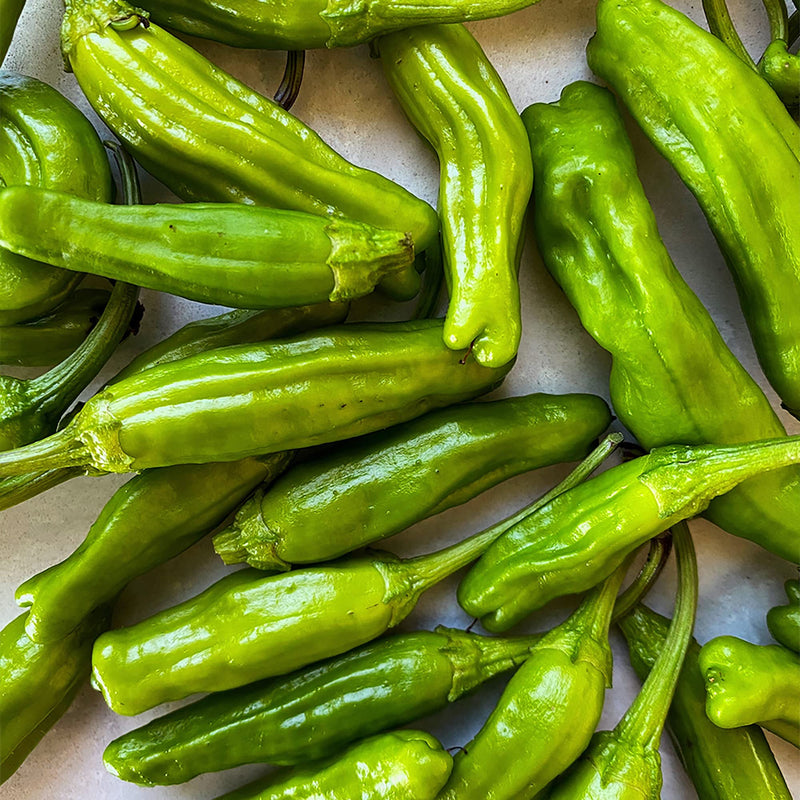 Shishito Pepper seeds (Capsicum annuum) for home vegetable garden planting