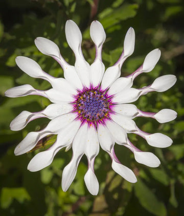 Shrubby Daisybush seeds for planting