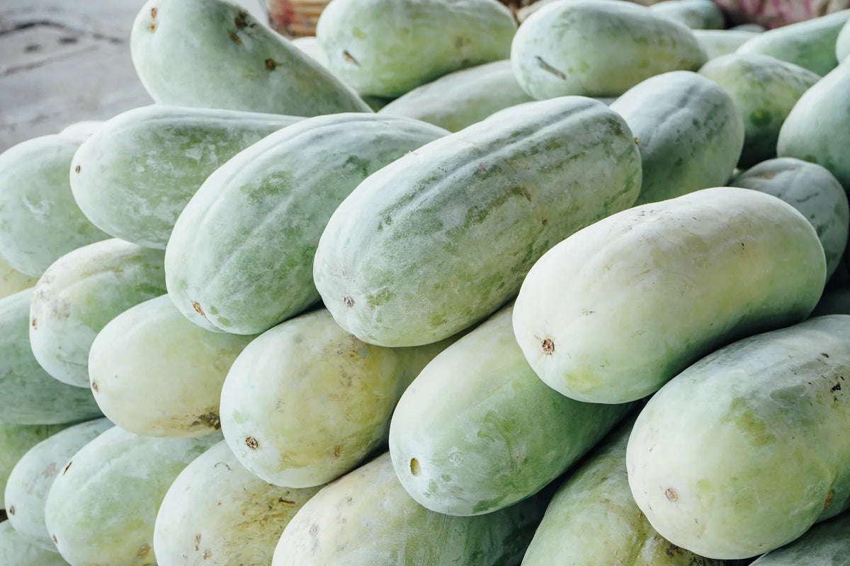 Wax Gourd Planting Seeds  Ideal for Your Vegetable Garden