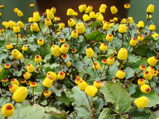 Toothache / Eyeball Plant (Spilanthes oleracea) Red & Yellow Flower Herb Seeds