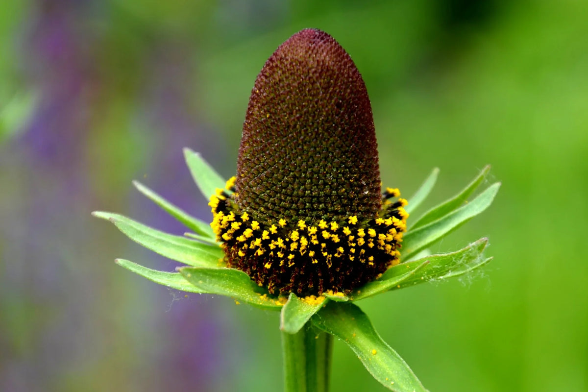 Western Coneflower (Rudbeckia occidentalis) Green Wizard Rayless Naked Chocolate Black Flower Herb Seeds