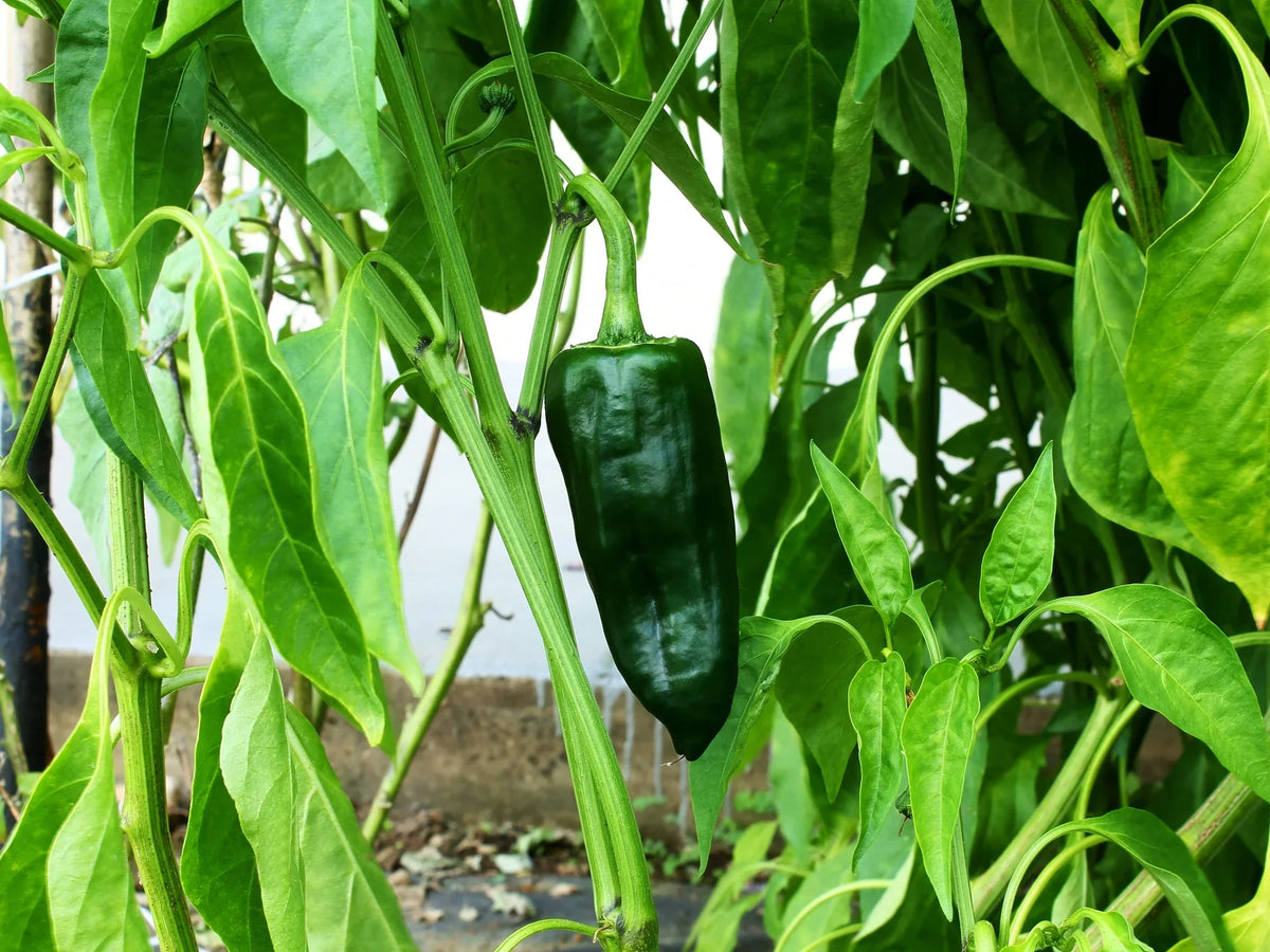 Green Poblano Vegetable Seeds for Planting