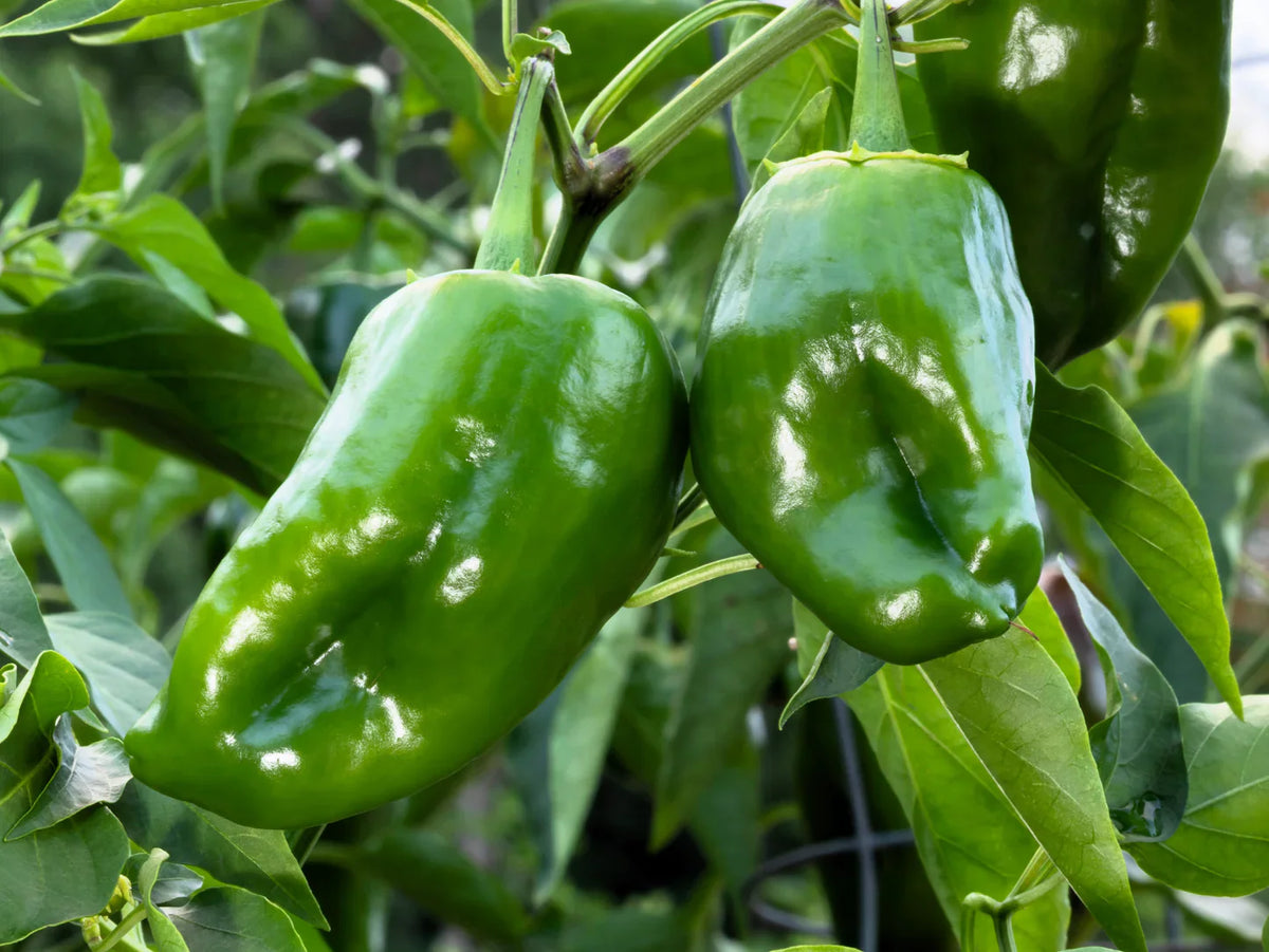 Green Poblano Vegetable Seeds for Planting