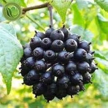 Mature Siberian Ginseng Shrub Growing in Garden