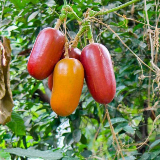 Cassabanana Vegetable Seeds for Gardening