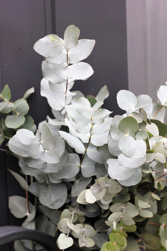 Silver Drop Eucalyptus Seeds Eucalyptus Gunnii Cider Gum Silver Blue Foliage